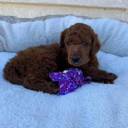 Purple collar - Red  female Poodle puppy in Riverside, California from Riverside red poodles