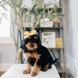 Mocha - Black and tan female Cavapoo puppy in Murray, Utah from Sun Valley Doodles