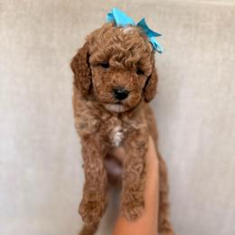 Bella - Apricot female Goldendoodle puppy in Sacramento, California from GoldenDoodle Love