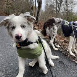 Border Collie Puppies from South Florida Stock Dogs
