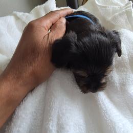 Boy 2 - Black and tan male Yorkshire Terrier puppy in Virginia Beach, Virginia from Andre's Yorkshire Terriers