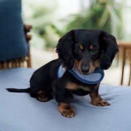 Jager - Black and tan male Dachshund puppy in Sauk Village, Illinois from Midwest Timberland Pups