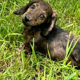 Tiger - Brindle male Dachshund puppy in Litchfield, Michigan from High Country Kennels