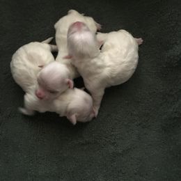 Maltese Puppies from May-Fam Maltese