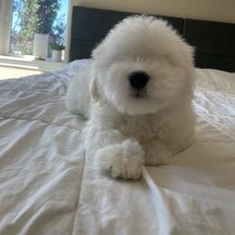 Coton de Tulear Puppies from Polar Pup Cotons