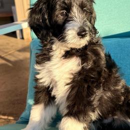 Pandora - Black and white female Sheepadoodle puppy in Roseburg, Oregon from Sharon’s Sheepadoodle’s
