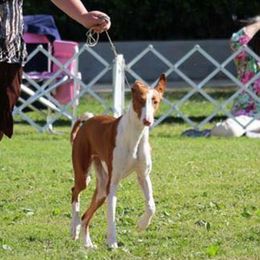 Ibizan Hound and Manchester Terrier All Grown Up from Ahram Ibizan hounds and Manchester Terriers