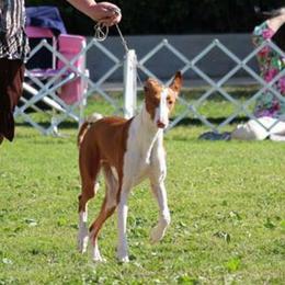 Ibizan Hound and Manchester Terrier All Grown Up from Ahram Ibizan hounds and Manchester Terriers