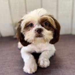 Tater - Liver and white male Shih Tzu puppy in Mountain View, Hawaii from Krazy Island Shih Tzu