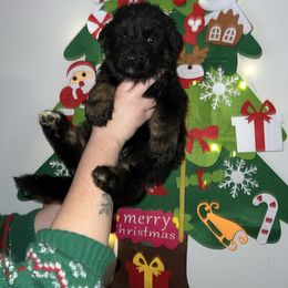 Ashen- Yellow - Black and tan female German Shepherd puppy in Winterport, Maine from Vom Stevens Old Fashioned German Shepherds