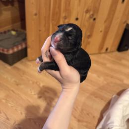 Wally - Black tri male Miniature Australian Shepherd puppy in Romney, West Virginia from South Branch Mini Aussies