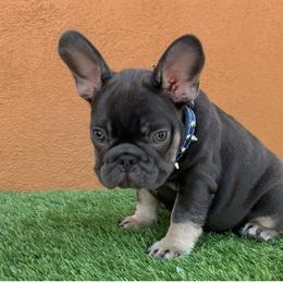 Pixie - Tricolors female French Bulldog puppy in South Gate, California from Creations G Bulldogs