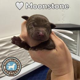 Moonstone - Chocolate male Labrador Retriever puppy in Elloree, South Carolina from Moonlight Kennels LLC