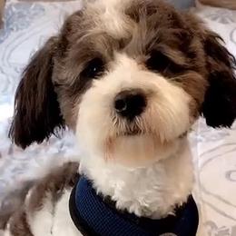 Panda - Maltipoo