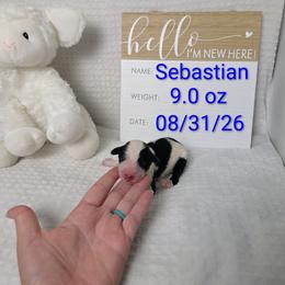 Sebastian - Gray and white male Sheepadoodle puppy in Cornelia, Georgia from Yates Family Farm
