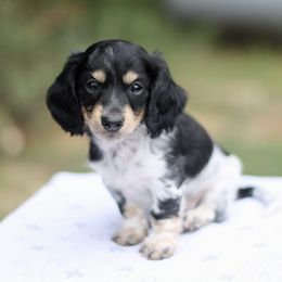Dachshund Puppies from Prima Dachshunds