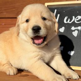 Farmer - Dark golden male Golden Retriever puppy in Doniphan, Missouri from Stockford’s Golden Retrievers