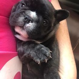 French Bulldog Puppies from Hilltop French Bulldogs