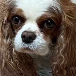 Charlie - Cavalier King Charles Spaniel