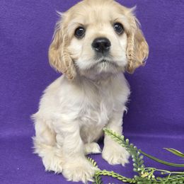 Creek - Buff male Cocker Spaniel puppy in Greers Ferry, Arkansas from Lake Area Cuddly Cockers