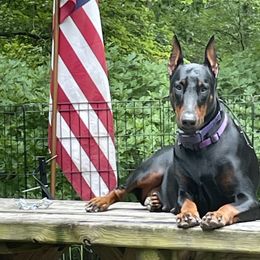 B - Doberman Pinscher