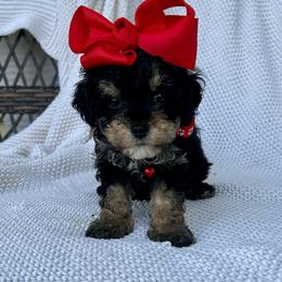 Sofia - Black female Poodle puppy in Lancaster, Missouri from Cavapoo Acres