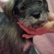 Standard Schnauzer Puppies from Stahlkrieger Standard Schnauzers