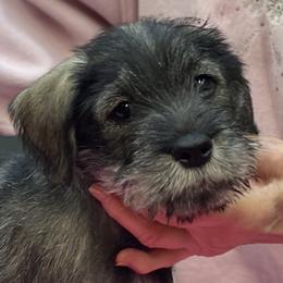 Standard Schnauzer Puppies from Stahlkrieger Standard Schnauzers
