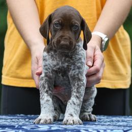 German Shorthaired Pointer Puppies from RED Clay Dogs