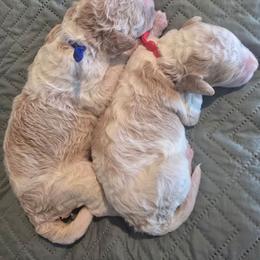 1st pick male - Parti male Goldendoodle puppy in San Antonio, Texas from Sagebrush Labradors and Doodles