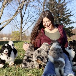 Aussiedoodle Puppies from Crystal Ridge Doodles