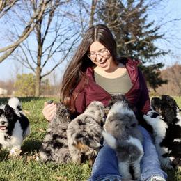Aussiedoodle Puppies from Crystal Ridge Doodles