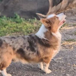 Otis - American Corgi