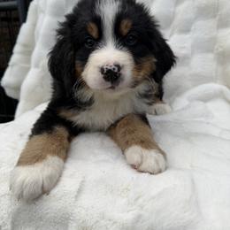 King Louie - Black rust and white male Bernese Mountain Dog puppy in Carroll County, Virginia from Blue Ridge Bernese