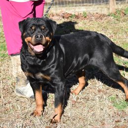 Relly - Rottweiler
