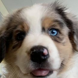 Australian Shepherds from Flying Aussie Ranch