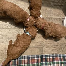 Poodle Puppies from 3C Poodles