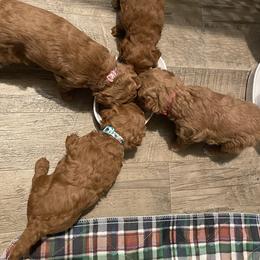 Poodle Puppies from 3C Poodles