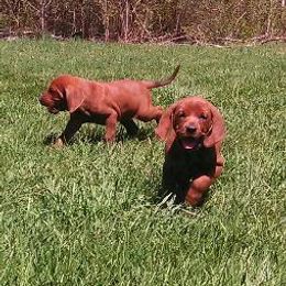 Labrador Retriever and Redbone Coonhound Puppies from Rimfire Kennels