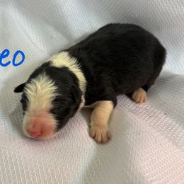 Theo - Black and white male Border Collie puppy in Cedartown, Georgia from Ferguson Border Collies