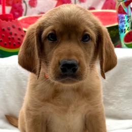 Orange - Yellow male Labrador Retriever puppy in Heath Springs, South Carolina from Rich Hill Retrievers