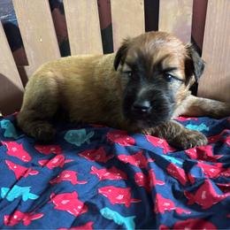 Miguel - Wheaten male Soft Coated Wheaten Terrier puppy in Gladewater, Texas from Felicias Swheaties