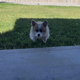 Miniature American Shepherd and Pembroke Welsh Corgi Puppies from Zugspitze Pembroke Welsh Corgis & Mini American Shepherds
