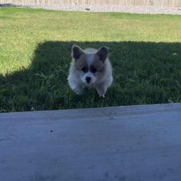 Miniature American Shepherd and Pembroke Welsh Corgi Puppies from Zugspitze Pembroke Welsh Corgis & Mini American Shepherds