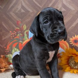 Wednesday - Black female Great Dane puppy in Bay City, Michigan from Monarch Danes