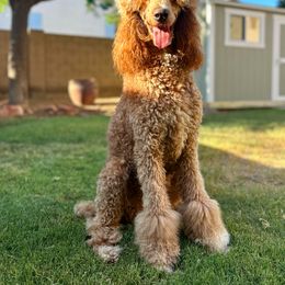 Luna - Bernedoodle