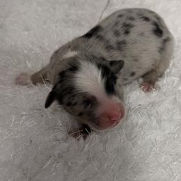 Woodrow - Blue merle male Miniature Australian Shepherd puppy in Hillsville, Virginia from Lottie's Mini Aussies