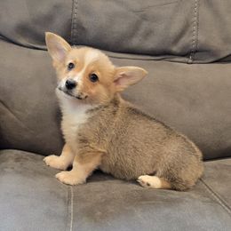 Ears - Fawn male Pembroke Welsh Corgi puppy in Anita, Iowa from Winterton Farm & Homestead