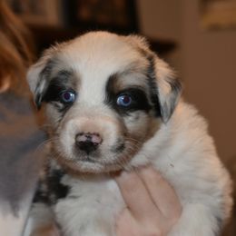 Alkaline - Blue merle male Australian Shepherd puppy in Altmar, New York from E&C Australian Shepherds