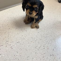 Girl 3 “Carolina” - Black and tan Cavalier King Charles Spaniel puppy in St. Cloud, Minnesota from Embricks Cavaliers